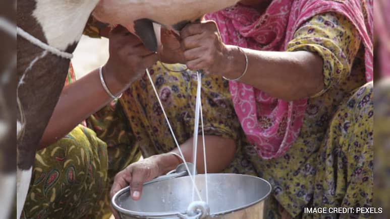 NDTV Probe Exposes Synthetic Milk Adulteration