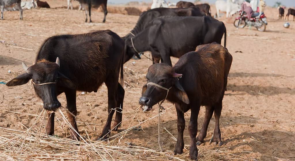 Super El Niño Could Trigger India's Next Dairy Cost Shock