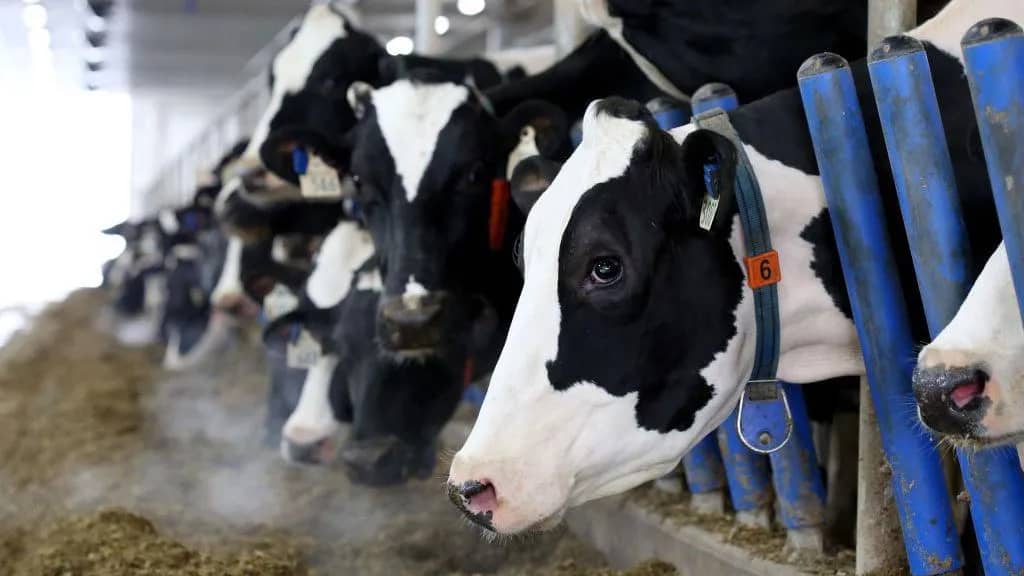 Canada’s Dairy System Faces Fresh US Trade Pressure