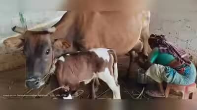 TN Farmers Demand ₹50/Litre Milk Procurement Price