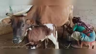 TN Farmers Demand ₹50/Litre Milk Procurement Price