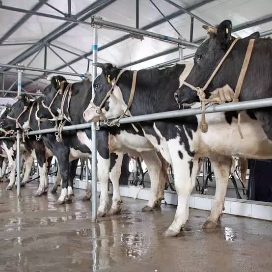 AP Govt Flags Dairy Decline Under Previous Regime