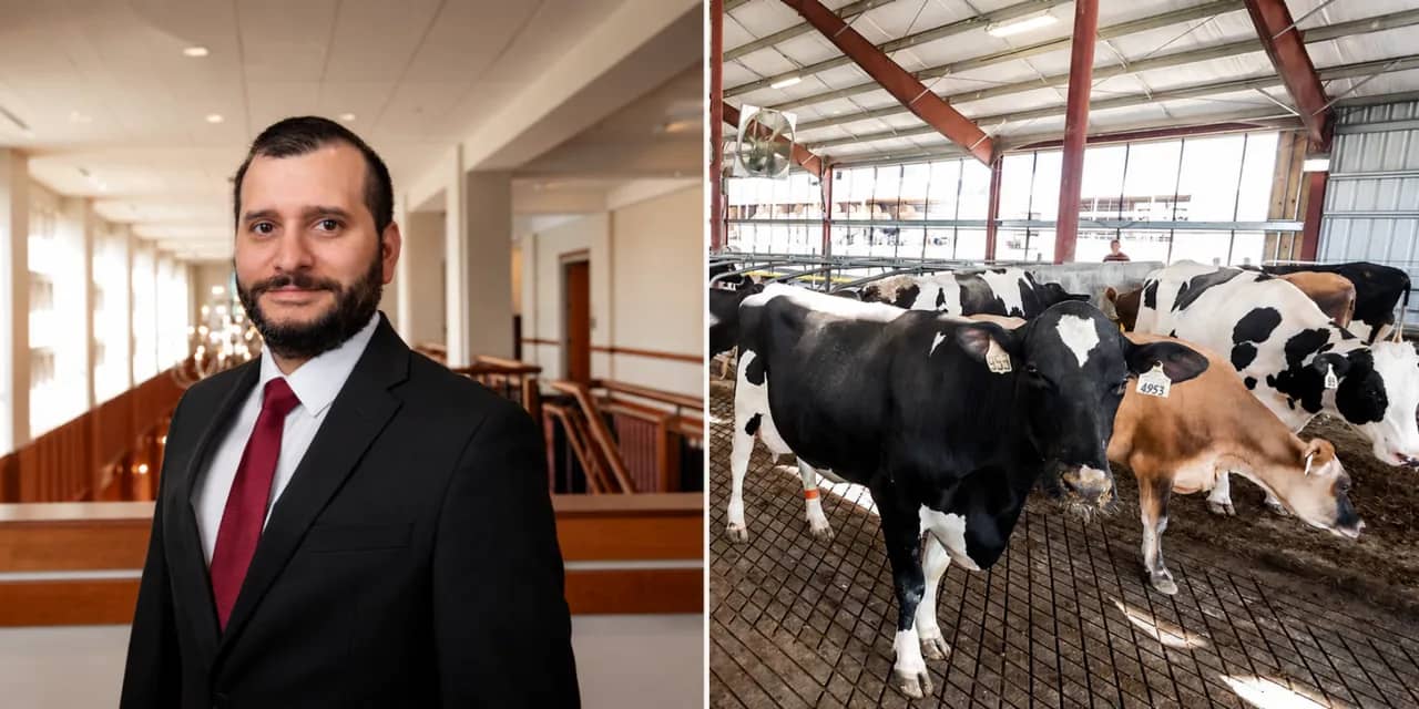 Feeding Strategies Could Build More Resilient Dairy Cows