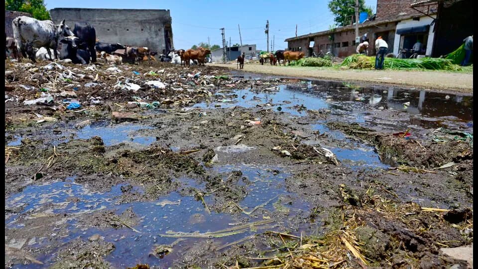 Four Ludhiana Dairy Owners Booked Over Waste Disposal