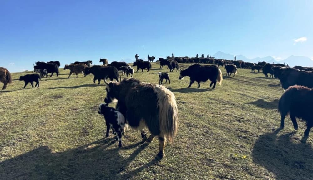 DDC Eyes Dolpa’s Yak Cheese Production Potential