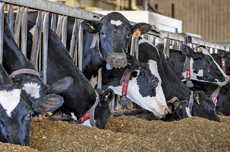 5 Ration Strategies to Boost Milk Protein