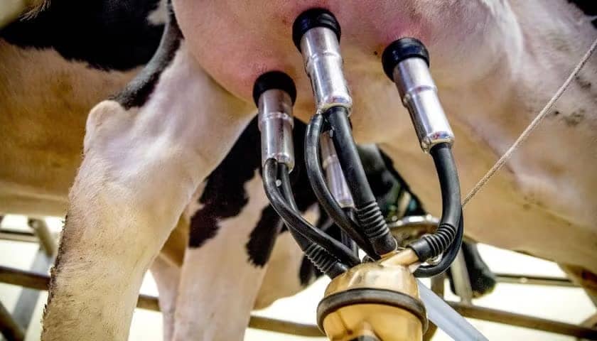 Rwanda Ends Milk Price Controls