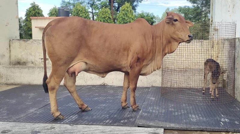 India Produces First Badri Cattle Calf Through OPU-IVF