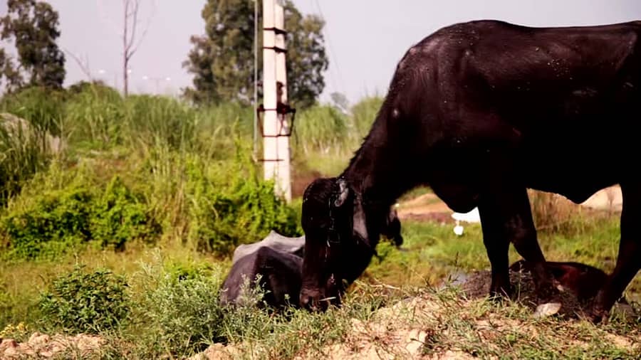 Fodder Crisis Threatens Chikkaballapur Dairy Sector