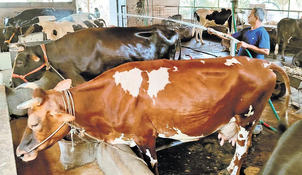 Aavin Launches ₹20-Cr Missions to Boost Milk Yield