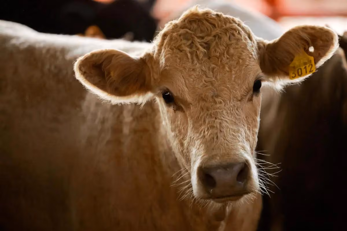Should Livestock Farmers Get an MSP for Milk?