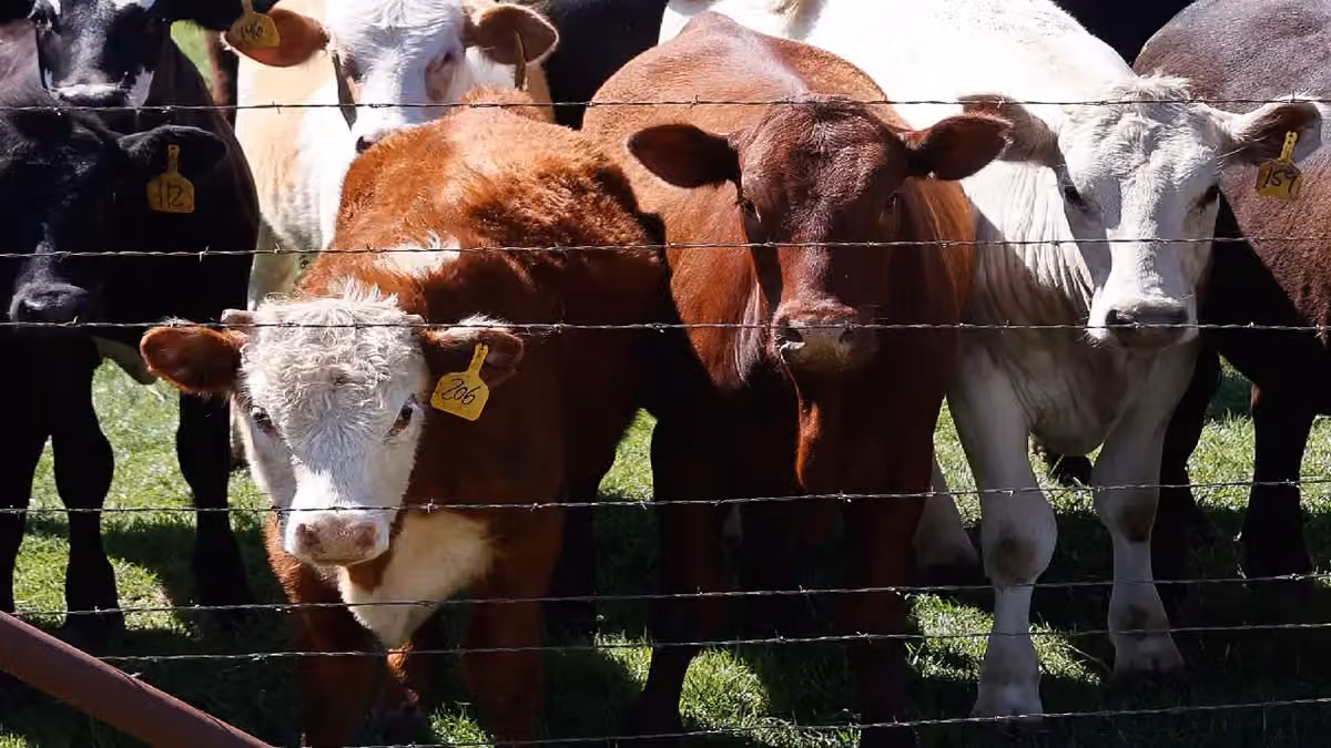 US Dairy Industry Gains from Protein Boom
