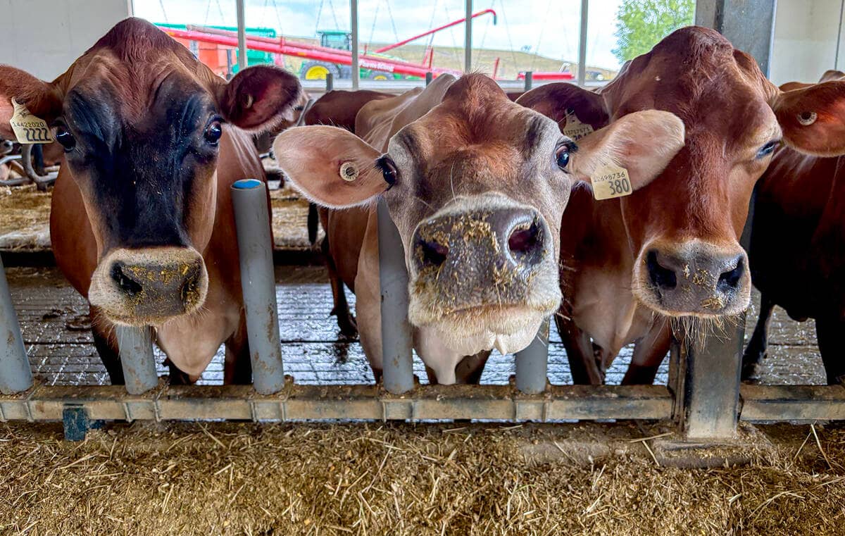 Protein Demand Reshapes Canada’s Dairy Industry
