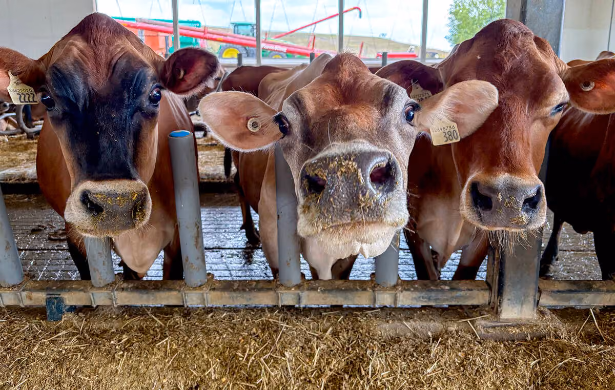 Protein Demand Reshapes Canada’s Dairy Industry
