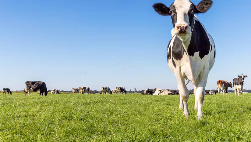 US Dairy Farmers Urge Congress to Reform Milk Pricing System!