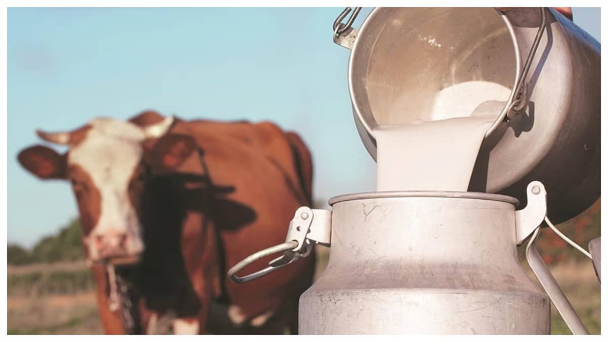 Bhiwandi Milk Prices Hit ₹100/Litre as Fodder Costs Surge