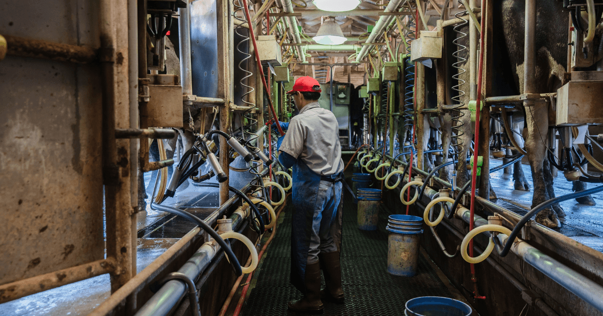 Three Cooperatives Dominate U.S. Milk Marketing