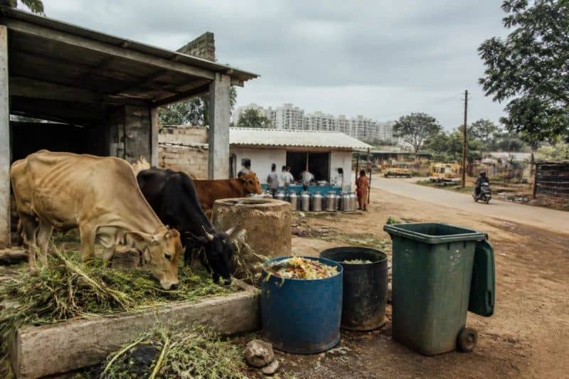 Bengaluru Milk Safety Alert: Dairy Authorities Issue Notices