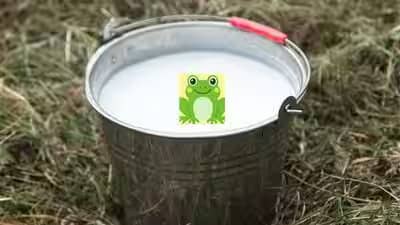 Did People in Finland Put Live Frogs in Milk to Keep It Fresh? The Science Behind the Unusual Tradition