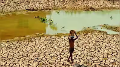 Maharashtra Launches Silage Subsidy Scheme to Protect Dairy Farmers Amid Drought