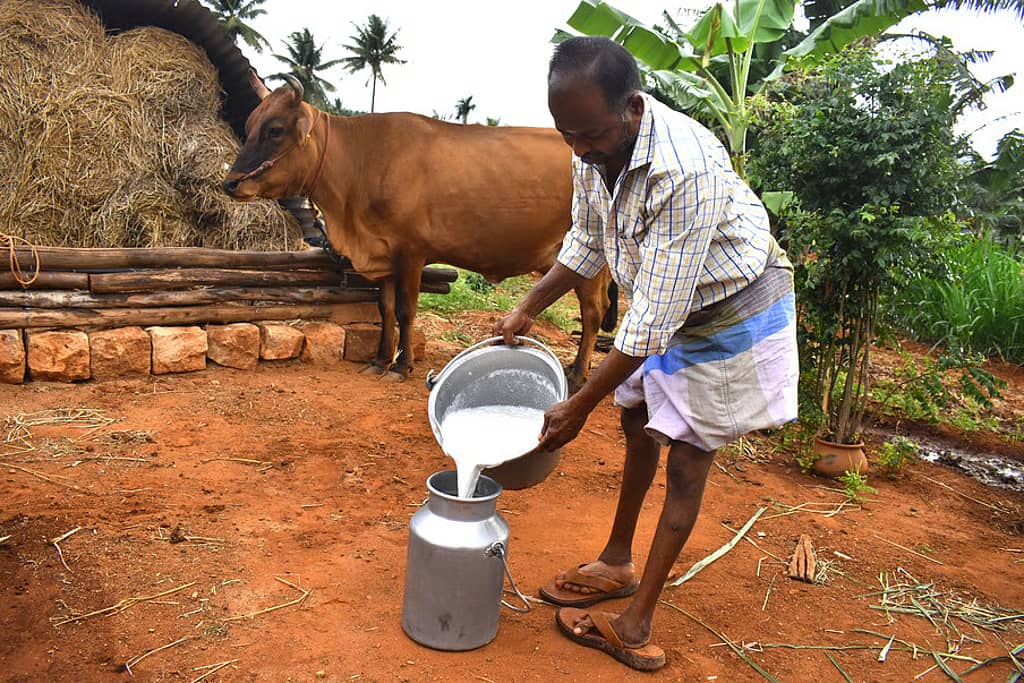 Tamil Nadu Dairy Farmers Flag Deductions From Milk Price