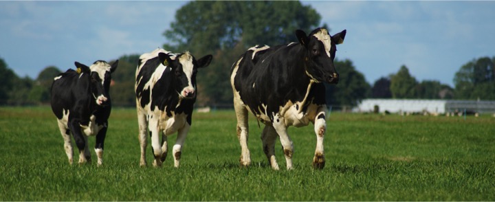 10% of UK dairy producers “likely to stop producing milk” by 2025 - Dairy News 7X7