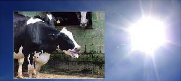 Researchers develop app to alleviate stress in dairy cows.. - Dairy News 7X7