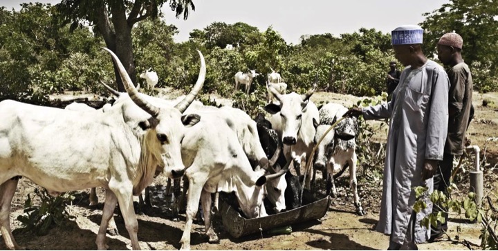 Arla Food To Set Up Dairy Farm In Nigeria, Train 1,000 Dairy Farmers - Dairy News 7X7