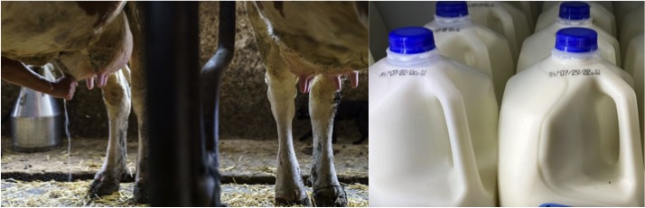 Synthetic milk made without cows? Could radically disrupt the dairy - Dairy News 7X7