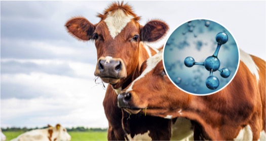 Scientists Discover Dairy Cows That Produce Less Methane - Dairy News 7X7