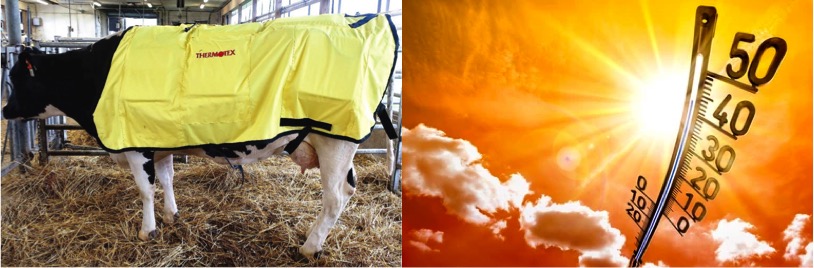 WORLD DAIRY NEWS Heat Stress might curdle the dairy industry - Dairy News 7X7