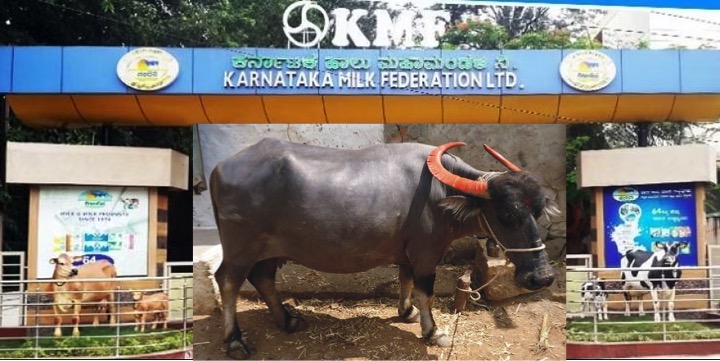 KMF to sell buffalo milk from December 21, 22 - Dairy News 7X7