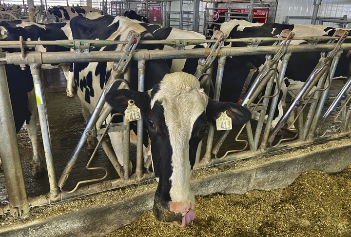 Methane breeding tool’s developers look to long-term adoption - Dairy News 7X7