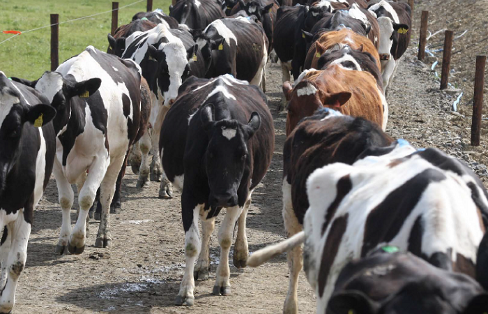 Securing a sustainable future-Showcasing Irish Dairy industry - Dairy News 7X7