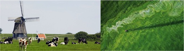 The Netherlands: Nitrogen should be slashed 70% in key areas - Dairy News 7X7