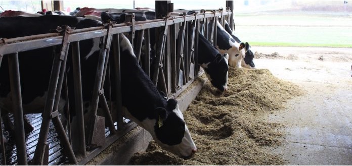 Using the latest USDA Dairy Projections to plan for 2024 - Dairy News 7X7