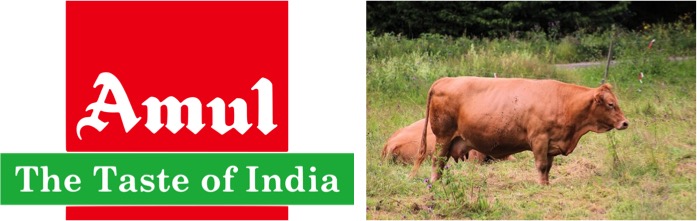 Amul expects no price hike after timely monsoon in Gujarat - Dairy News 7X7