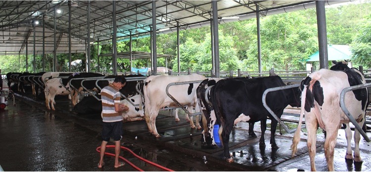 Dairy industry and the untapped potential in Bangladesh - Dairy News 7X7