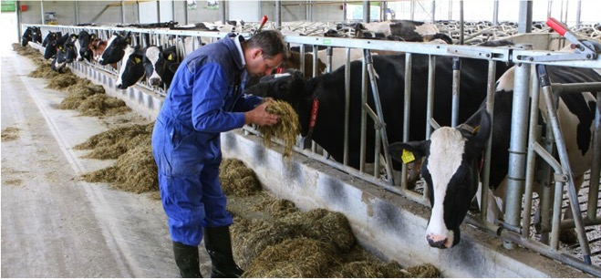 Animal welfare standards: from large to small dairy farms - Dairy News 7X7