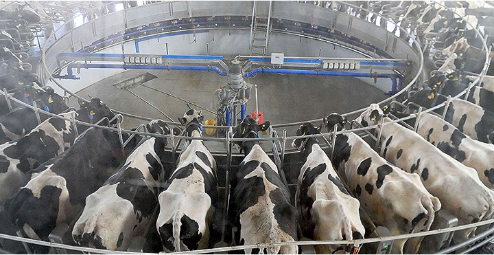 China’s Milk Industry Is Staring at New Cost Crisis - Dairy News 7X7