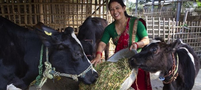 AAF-Heifer Netherland cut GHG emissions-climate-smart dairying in Nepal - Dairy News 7X7