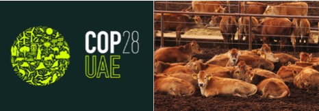 COP28 summit: Cow burps, food waste in focus on agriculture day - Dairy News 7X7