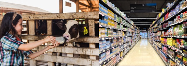 EU milk makers eye Thailand exit over Oceania rivals’ - Dairy News 7X7