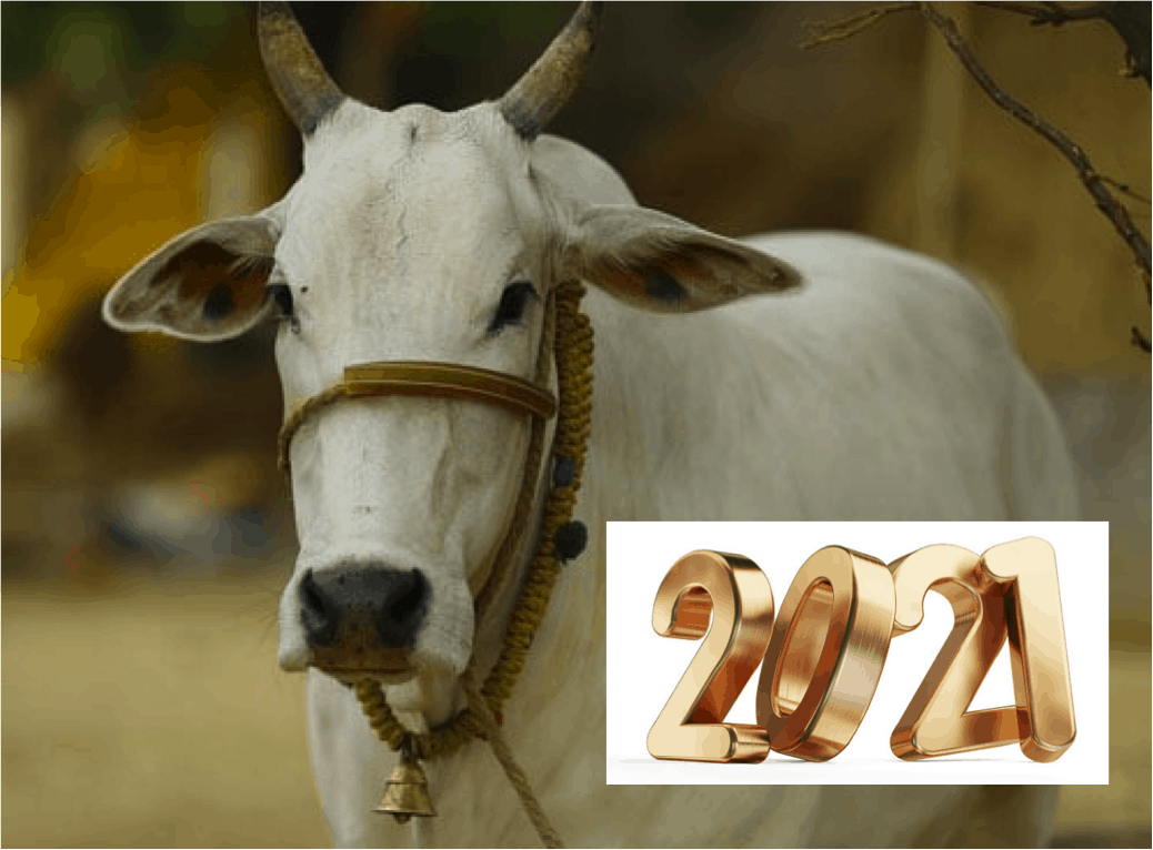 2021 is a turnaround year for the dairy industry and dairy farmers - Dairy News 7X7