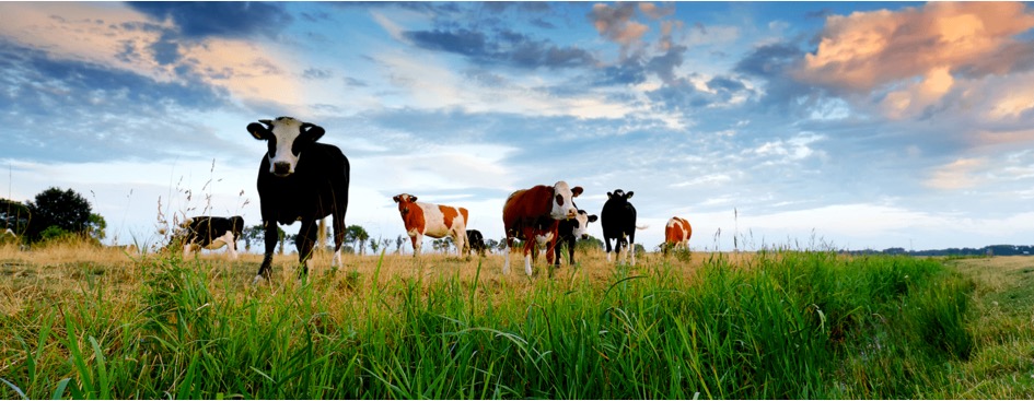 Milking the cash cow with carbon credits - Dairy News 7X7