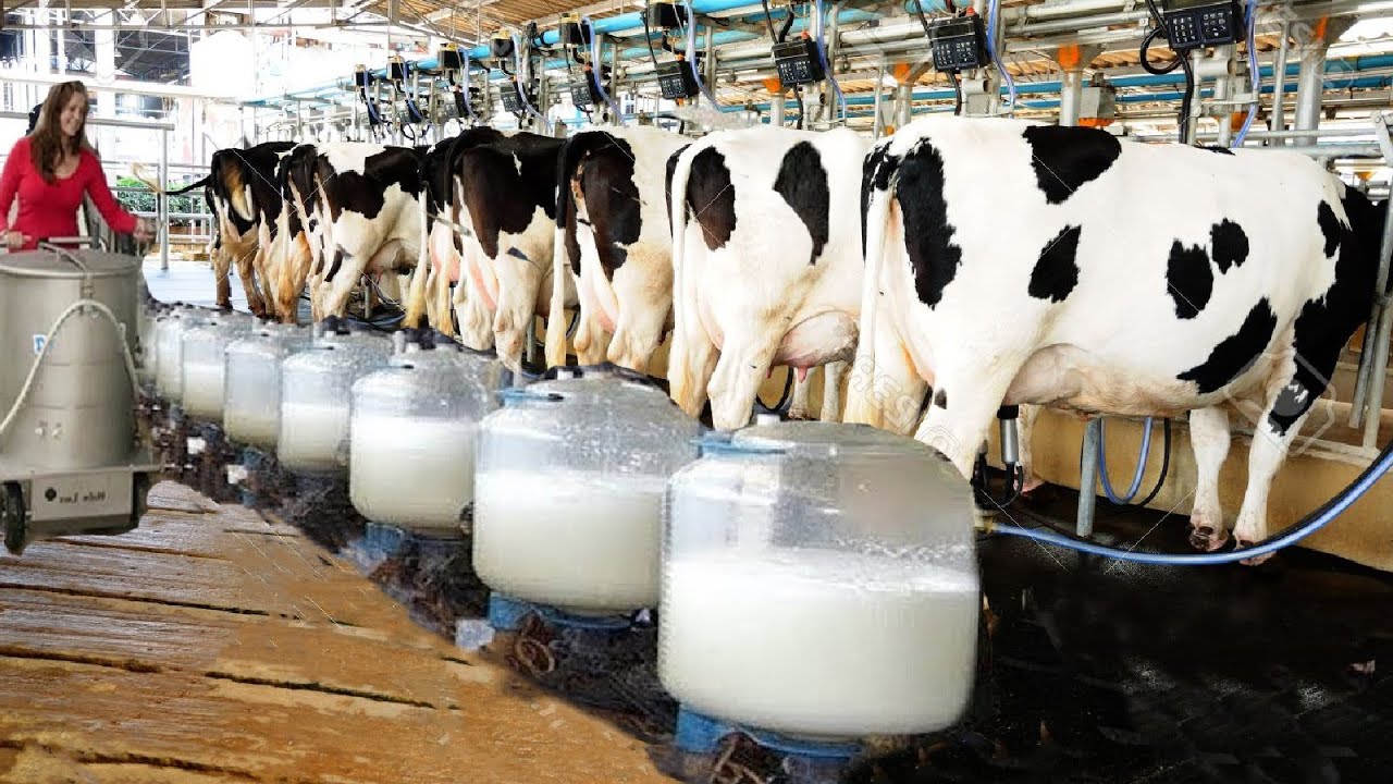 Top 10 Best Dairy Farming Companies In Europe 2023 - Dairy News 7X7