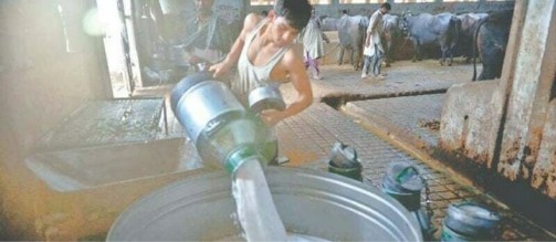 Milk price reaches Rs210 a litre in uncertain economic conditions - Dairy News 7X7