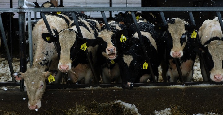 Dairy Giants Take First Steps to Tackle Planet-Warming Cow Burps - Dairy News 7X7