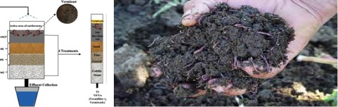 Manure-Eating Worms Could Be the Dairy Industry’s Climate Solution - Dairy News 7X7