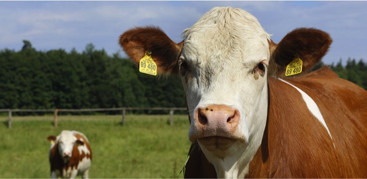 What shapes the future of animal feed? - Dairy News 7X7